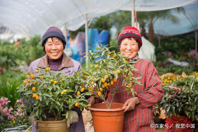 江蘇最大的花卉批發(fā)市場，豬年春節(jié)前夕備貨忙